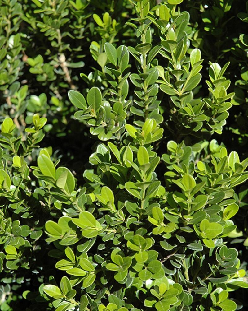 Boxwood Baby Gem 5 Gallon