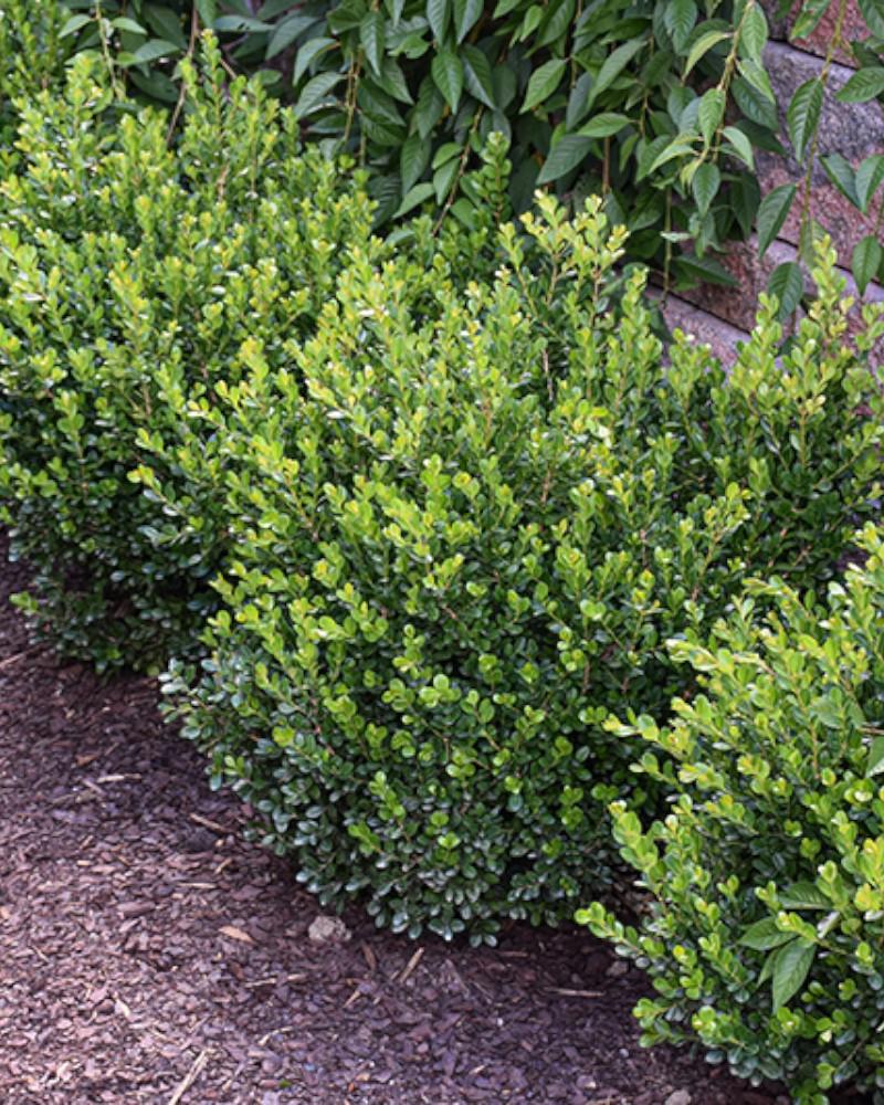 Boxwood Newgen Freedom 3 Gallon