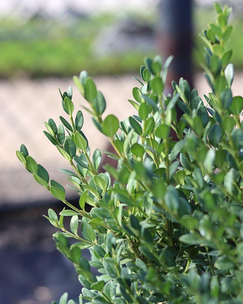 Boxwood Green Mountain Spiral Form 5 Gallon