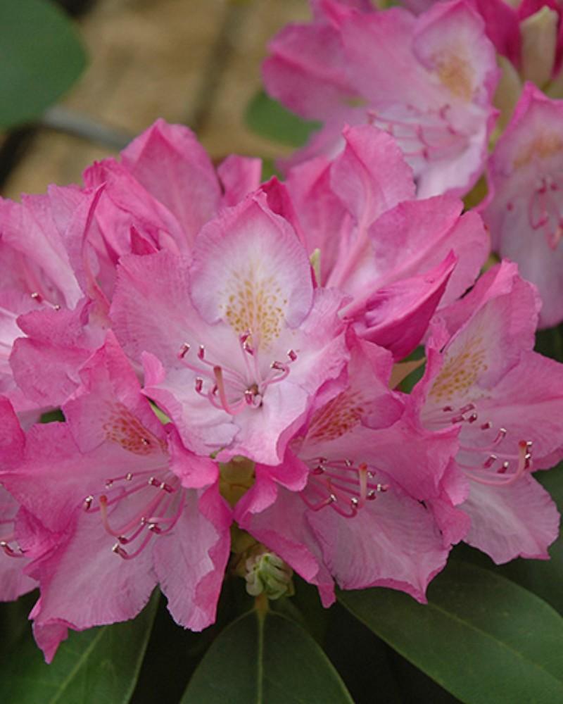 Rhododendron English Roseum 3 Gallon