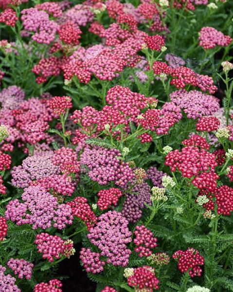 Achillea New Vintage Red