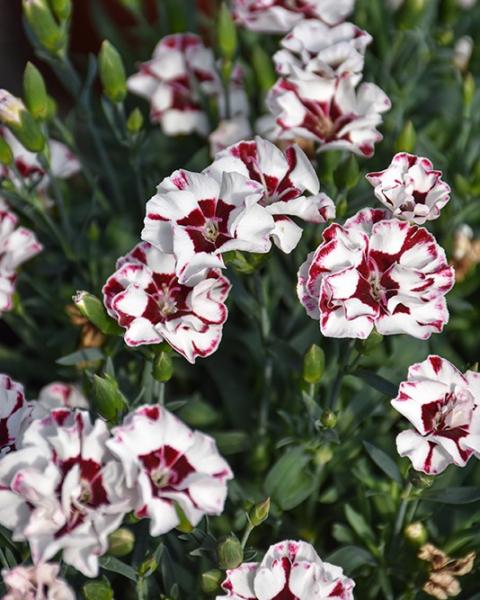 Dianthus Everlast Cherry Swirl