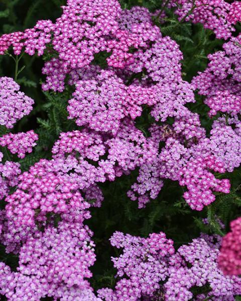 Achillea New Vintage Violet