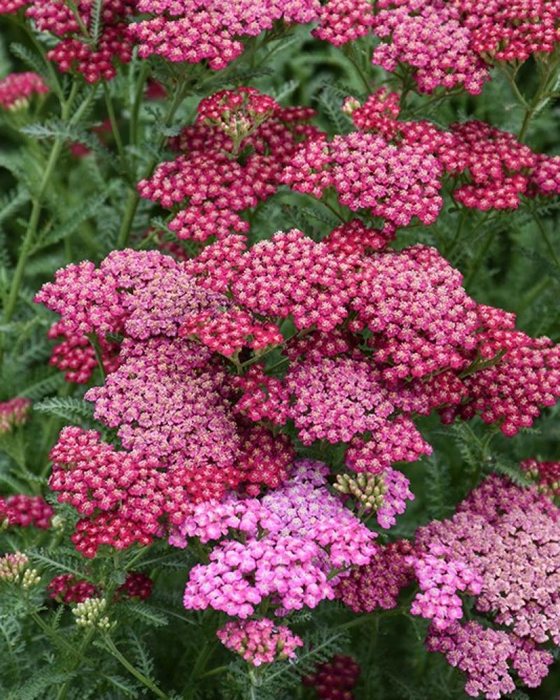 Achillea New Vintage Rose