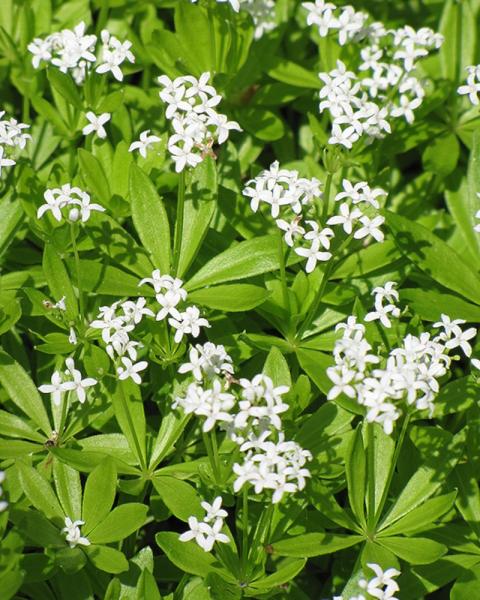 Galium Adoratum 3.25 Inch