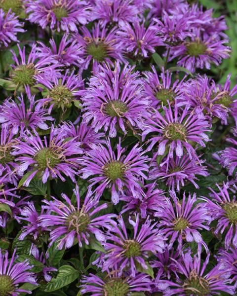 Monarda Leading Lady Amethyst