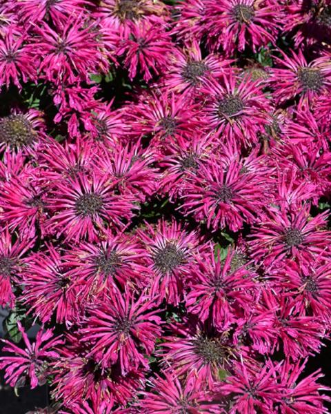 Monarda Leading Lady Razzberry