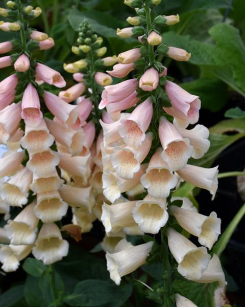 Digitalis Dalmation Peach
