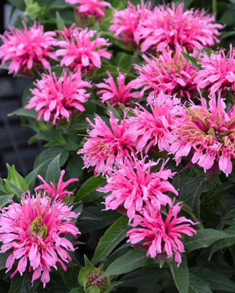 Monarda Balmy Pink