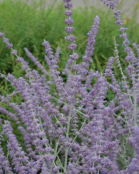 Perovskia Atriplicifolia