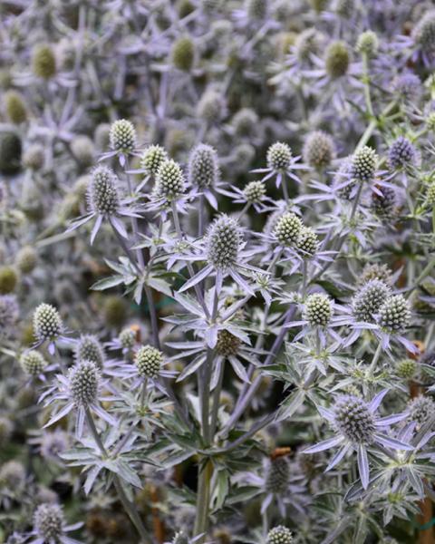 Eryngium Blue Glitter