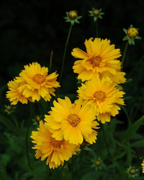 Coreopsis Early Sunrise