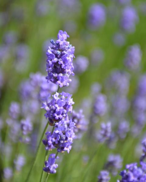 Lavandula Hidcote Blue