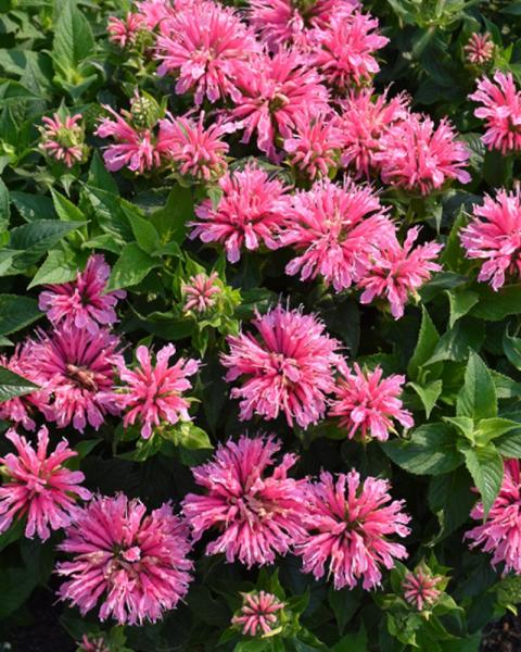 Monarda Pink Lace