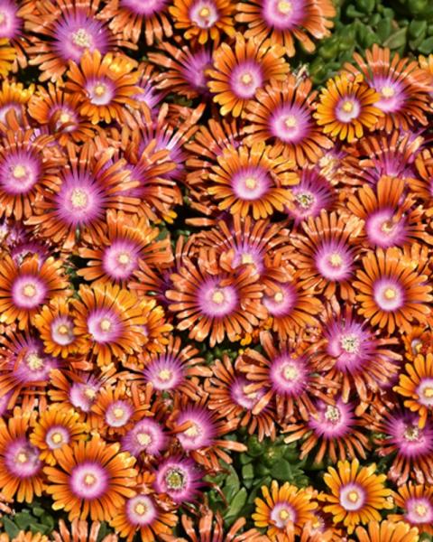 Delosperma Fire Spinner