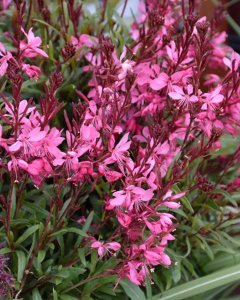Gaura Belleza Dark Pink