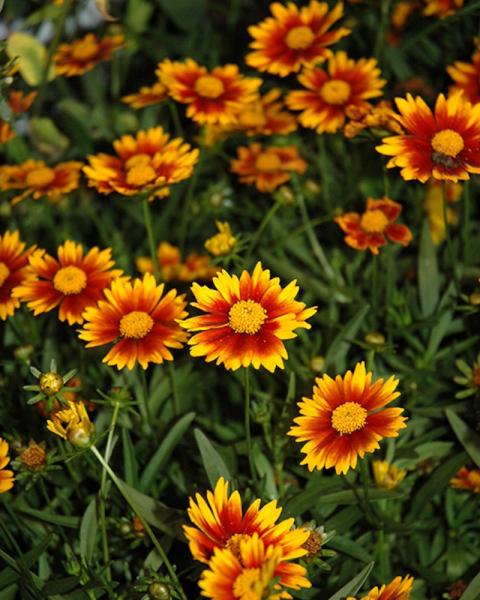 Coreopsis Lil' Bank Daybreak