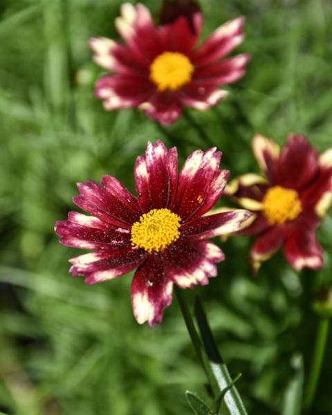Coreopsis Lil' Bang Red Elf