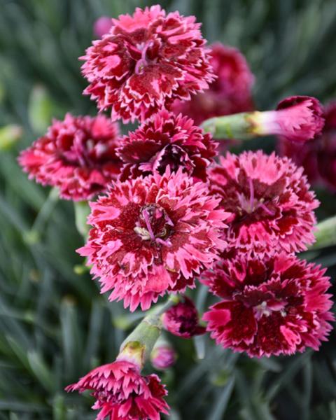 Dianthus Black Cherry Frost