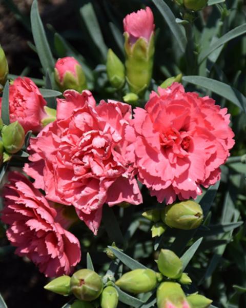Dianthus Fruit Punch Classic Coral