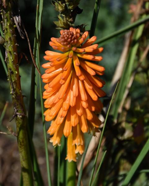 Kniphofia Pyromania Orange Blaze