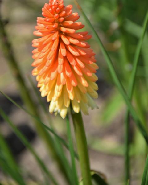 Kniphofia Pyromania Hot & Cold