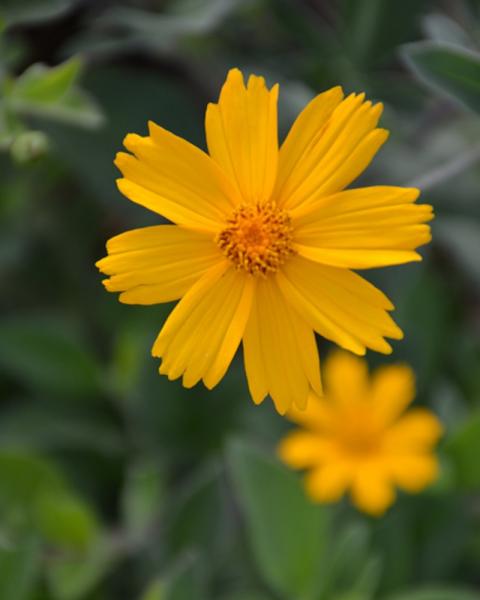 Coreopsis Sunshine Superman