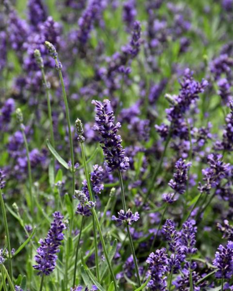 Lavandula Super Blue