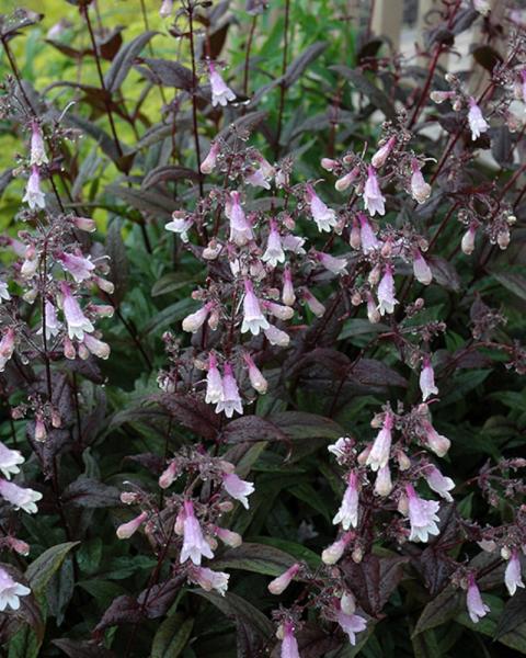 Penstemon Dark Towers