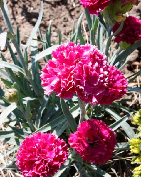 Dianthus Funky Fuchsia