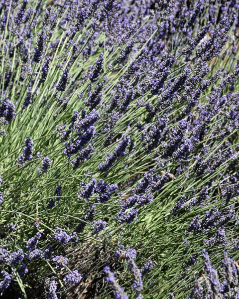Lavandula Phenomenal