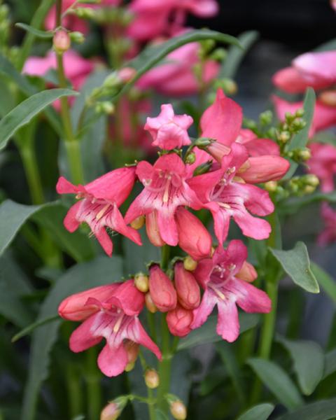 Penstemon Pink Pearls