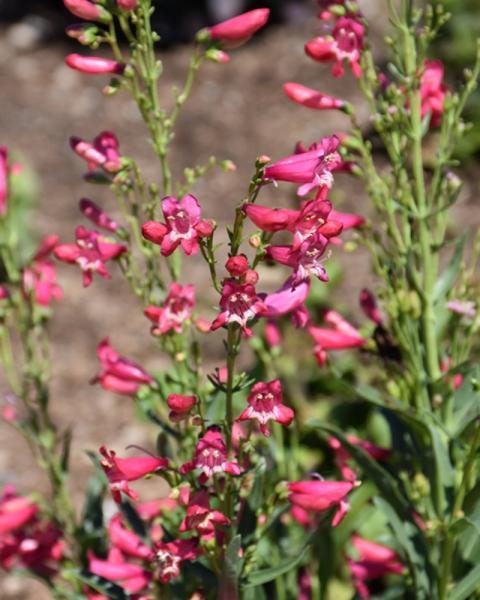 Penstemon Rose Rhinestones