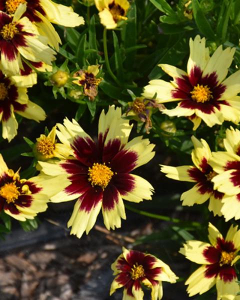 Coreopsis Super Star