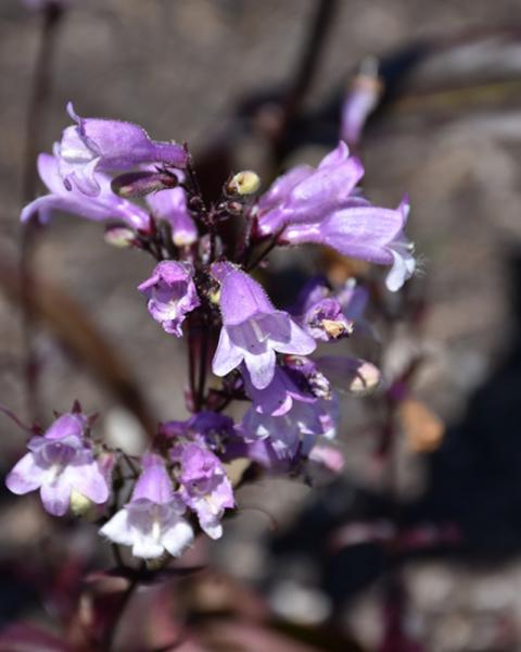 Penstemon Blackbeard