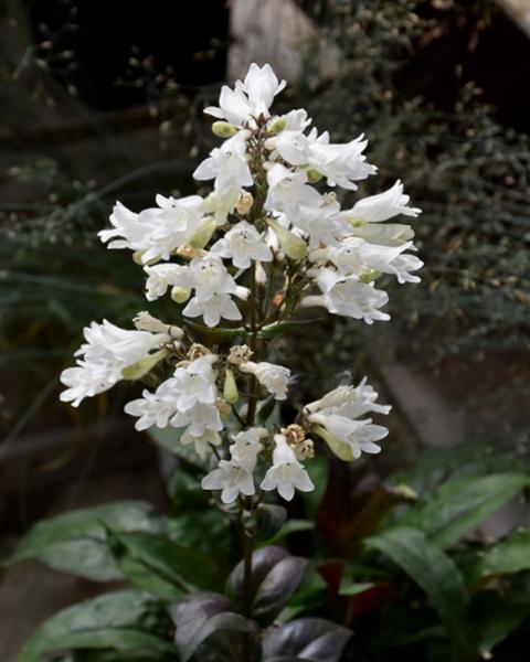 Penstemon Onyx & Pearls