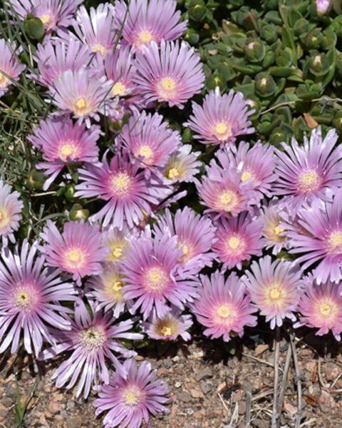 Delosperma Lavender Ice