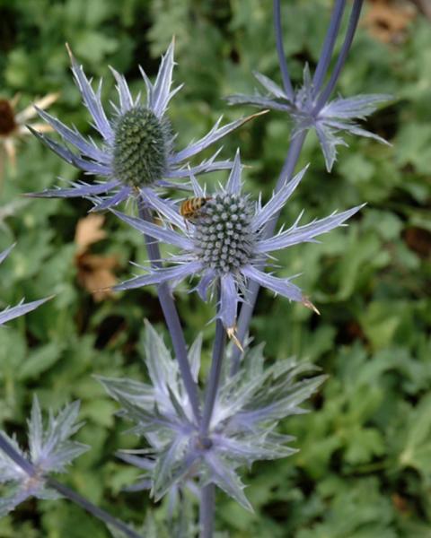 Eryngium Big Blue