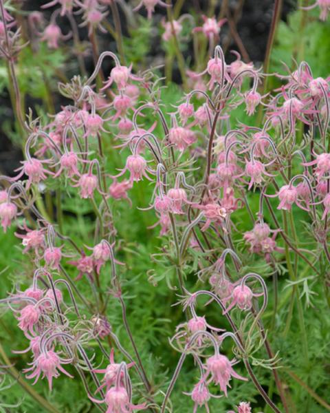 Geum Prairie Smoke