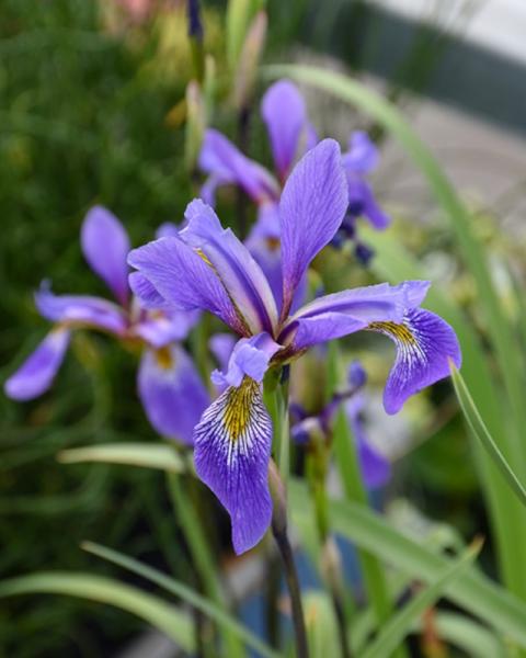 Iris Purple Flame Blue Flag