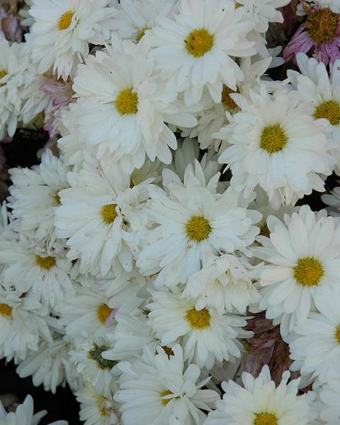 Chrysanthemum Mammoth White Daisy
