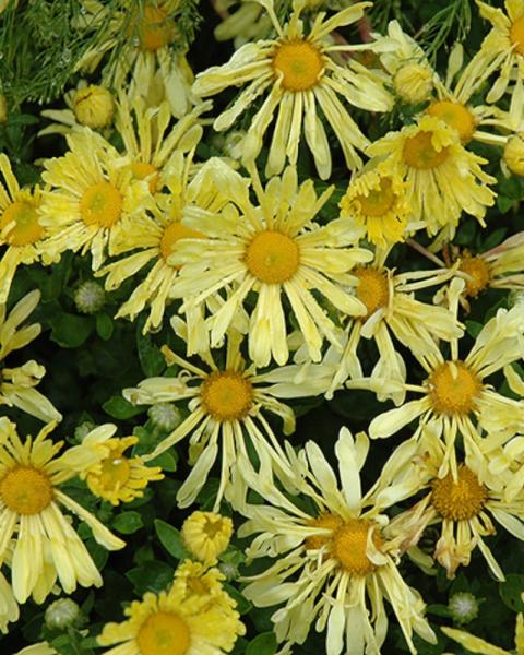 Chrysanthemum Mammoth Yellow Quill