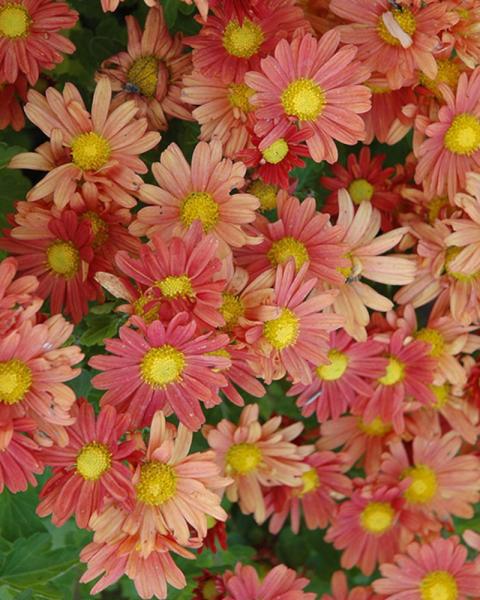 Chrysanthemum Mammoth Coral Daisy