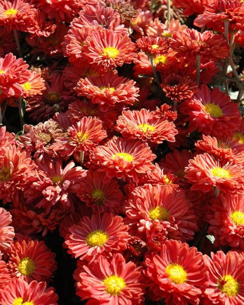 Chrysanthemum Mammoth Dark Bronze