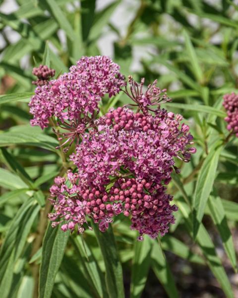 Asclepias Incarnata
