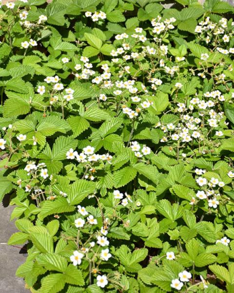 Fragaria Virginiana
