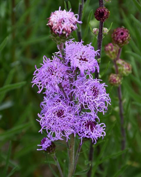 Liatria Aspera