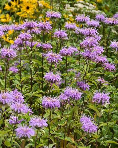 Monarda Fistulosa