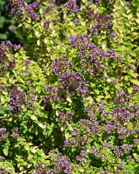 Origanum Drops of Jupiter