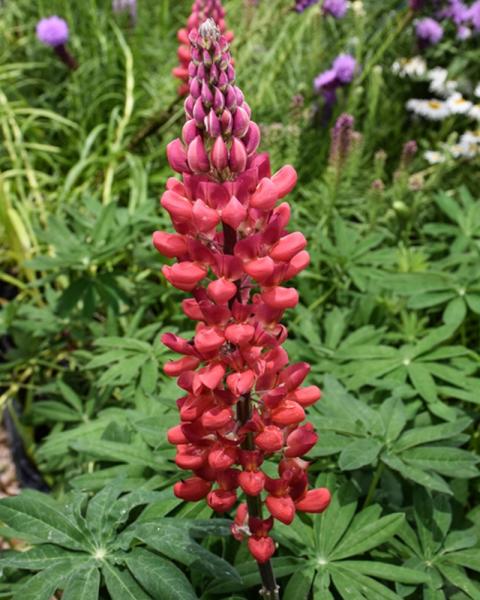 Lupinus Beefeater